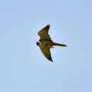 서산의 새홀리기(Eurasian hobby) 이미지