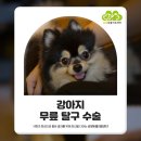 금빛동물수술센터 이미지