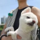 홈즈펫타운 이미지