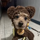 라피네펜션 이미지