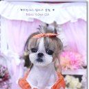 프린세스 말티즈 이미지