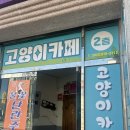진영냥이 | 김제 애견카페 익산 고양이카페 아이캣유 방문후기(귀여움주의)