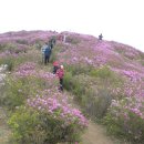 ＜산사랑, 산사람＞ 합천 황매산=분홍 산···분홍 꽃···분홍 마음 이미지