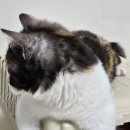 나도 고양이 생겼다 이미지