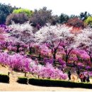 조박사아구까치복 이미지