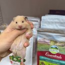 달빛 햄스터리 이미지