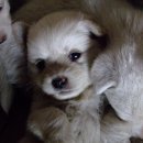 밥순이 이미지