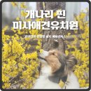 개나리 애견유치원 이미지