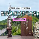 천년숲동로(서) | [한국관광 100선 스탬프투어] 발왕산(천년주목숲길) 스탬프 위치