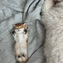 순한고양이 | 아산고양이분양 트라우마 극복 골드 먼치킨 후기