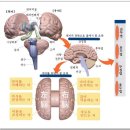 뇌의 구조 및 각부위 해설 이미지
