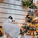 개이쁜냥 이미지