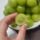 서정과일