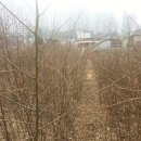 팽나무 농장 이미지