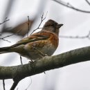 전이랑국시랑 이미지