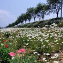 220522. 서산 용장천 샤스타 데이지 이미지