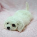 뽀송뽀송 이미지