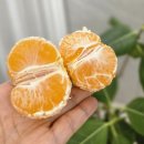 새콤달콤 | 제주 고당도 귤 추천 새콤달콤 다귤농장 택배 후기