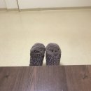 전광사 이미지