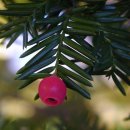 안양초등학교 이미지