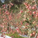 김태희농장 이미지