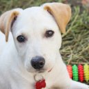 아이웰 동물의료센터 이미지