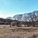 함안 대송리 늪지식물 이미지