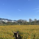 황산 캠핑장 이미지