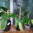 파라이소 이미지