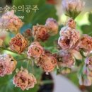 잠자는 숲속의 공주 이미지