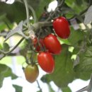 하니농장 이미지