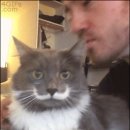 배부른 고양이
