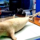 화진포생태박물관 이미지