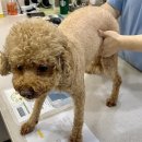 위시티 동물병원 이미지