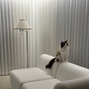 마네 | [ 라미님의 배송후기 ]반트 마네모네소파 내돈내산후기