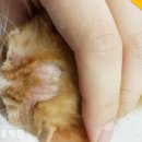 영대동물병원 이미지