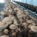 기태농장 이미지