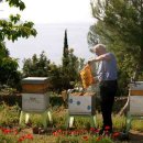 벌과 사람 이미지