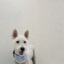 코코바코 이미지