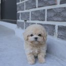 딜라잇독 앤 캣 강아지고양이 분양 시흥 | 부천강아지분양 이제 고민 끝나는 꿀팁 대방출