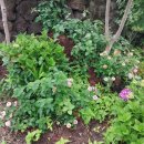 페리하우스 이미지