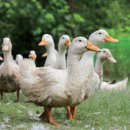 양기농장 이미지