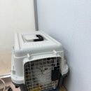 새봄동물병원 | <새봄동물병원> 광주 남구 동물병원에서 고양이 결막염 진료, 효천지구 특수동물 병원