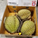 [아이브릭스]캄보디아코끼리그린망고, 태국 남독마이 망고, 망고스틴,두리안 이미지