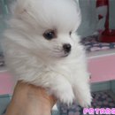 파트라슈 이미지