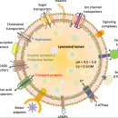 미스반점 (味s반점) | 리소좀(Lysosome)과 리소좀 축적질환(Lysosomal Storage Diseases, LSDs) 이해하기