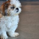 오늘도 귀엽개 이미지