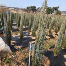 골든엔젤 이미지