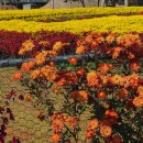 시래기코다리찜 이미지