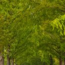 순창 메타세콰이어길 이미지